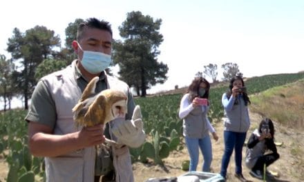 En seis años de trabajo, Uma Konkon de la BUAP reintegra a su hábitat a casi 50 aves