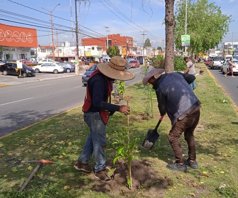 Ayuntamiento de Puebla arboriza camellones con especies nativas
