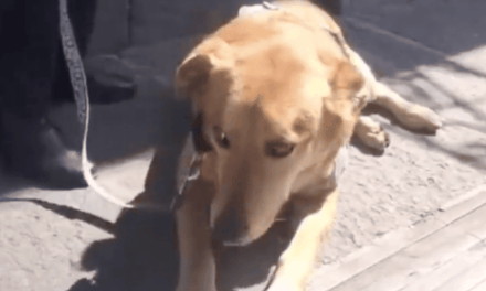 El perrito Carolino está a salvo, aclaración sobre su supuesta expulsión de la BUAP